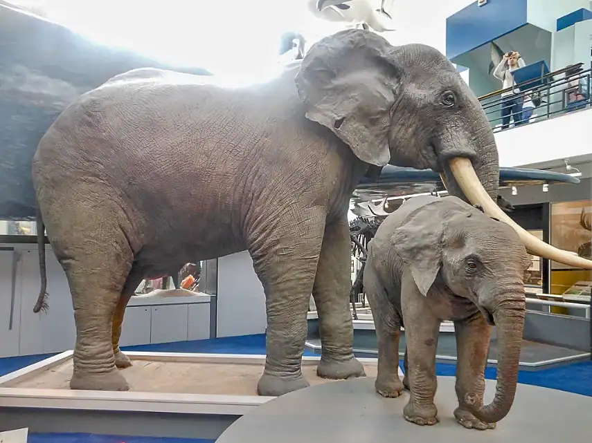 Elephants in the ‘Dead Zoo’