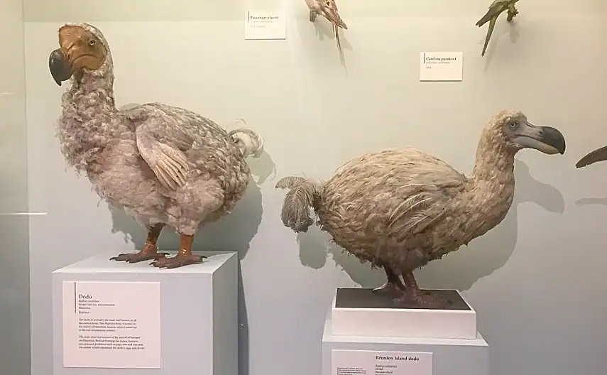 Extinct Dodos at the Natural History Museum