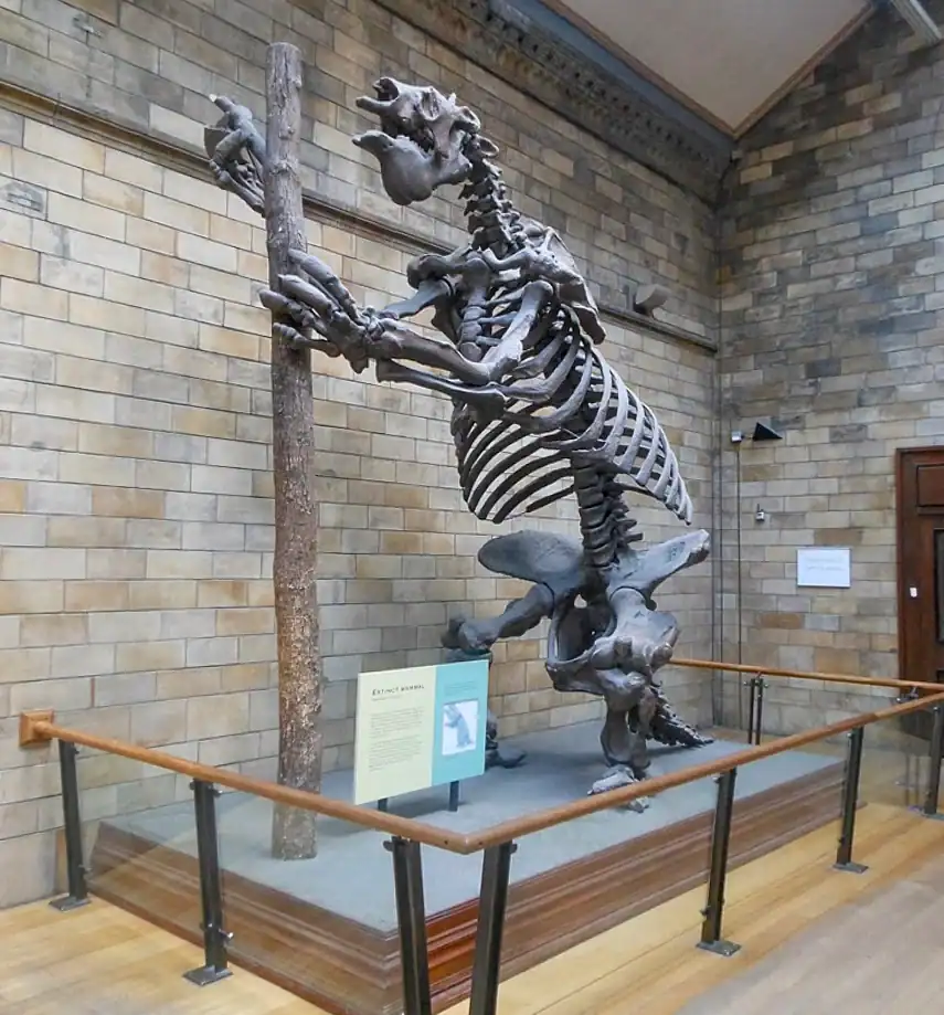 Skeleton in the Dinosaur Gallery