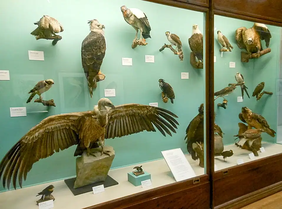 Stuffed birds inside the Natural History Museum