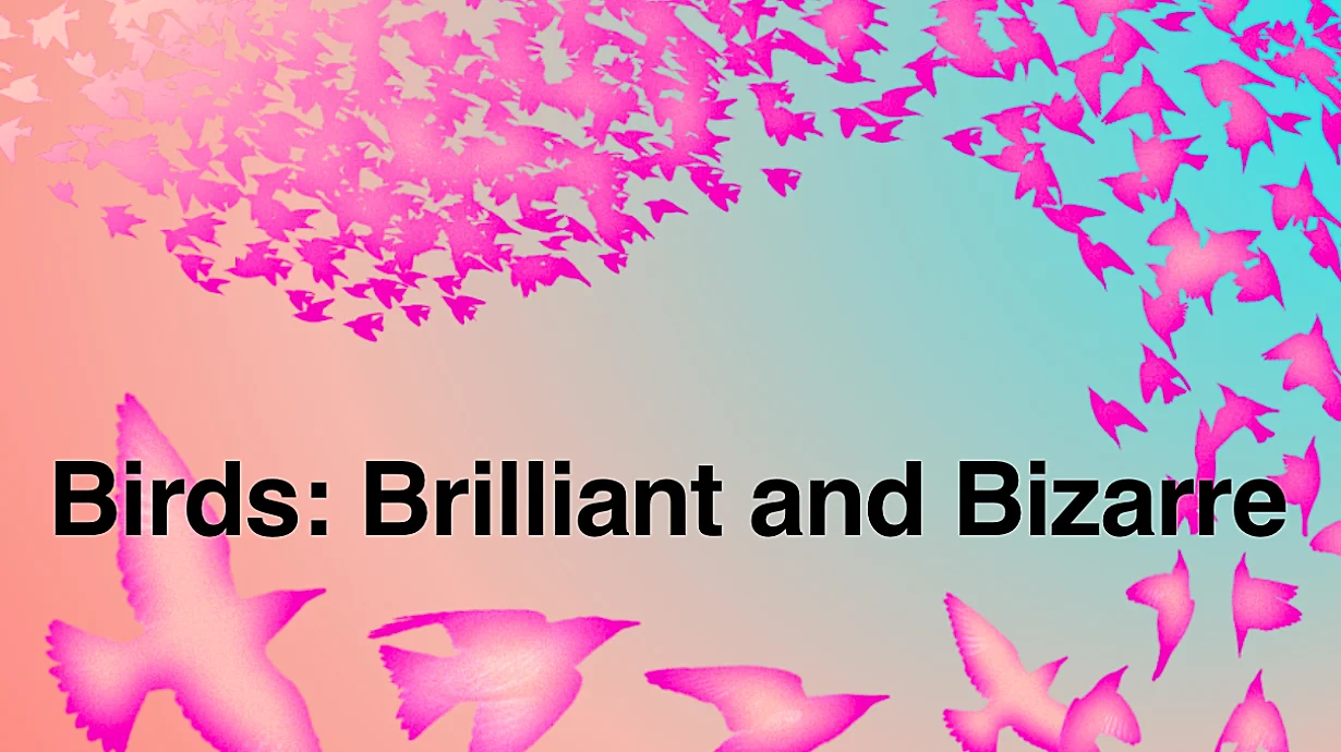 Birds: Brilliant & Bizarre at the Natural History Museum