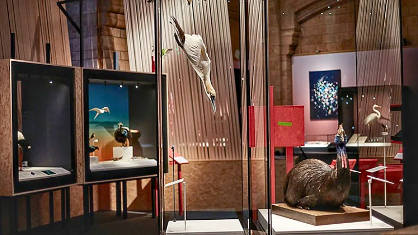 Birds: Brilliant And Bizarre exhibition