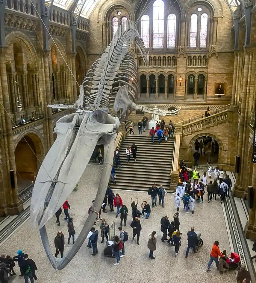 The Blue Whale hanging from the ceiling of the Hintz Hall