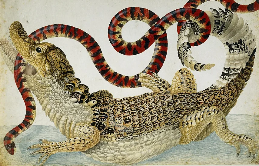 Caiman wrestling with a snake by Dorothea Graff