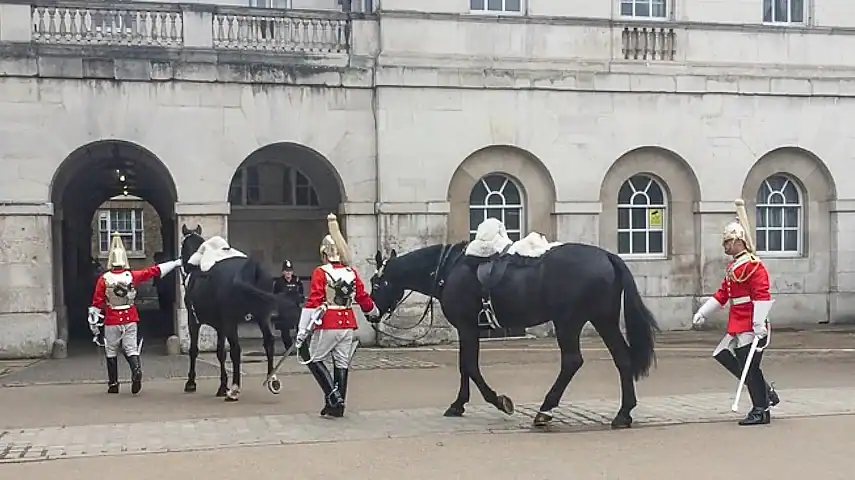 The horses being led into the stables