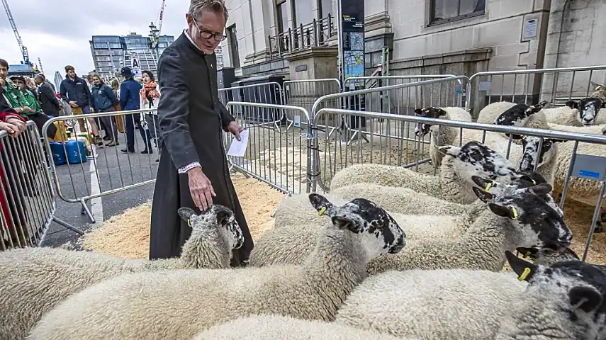 Sheep pen at the Livery Pen