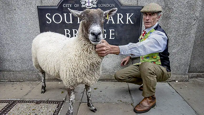 Sheep drive on Southwark Bridge