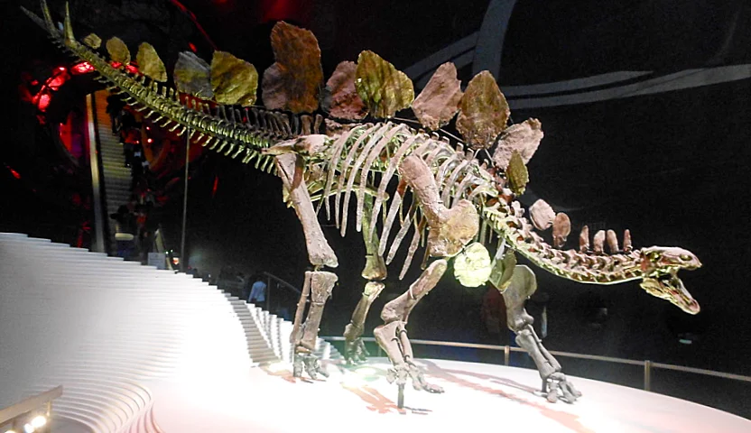 Stegosaurus skeleton at the Natural History Museum