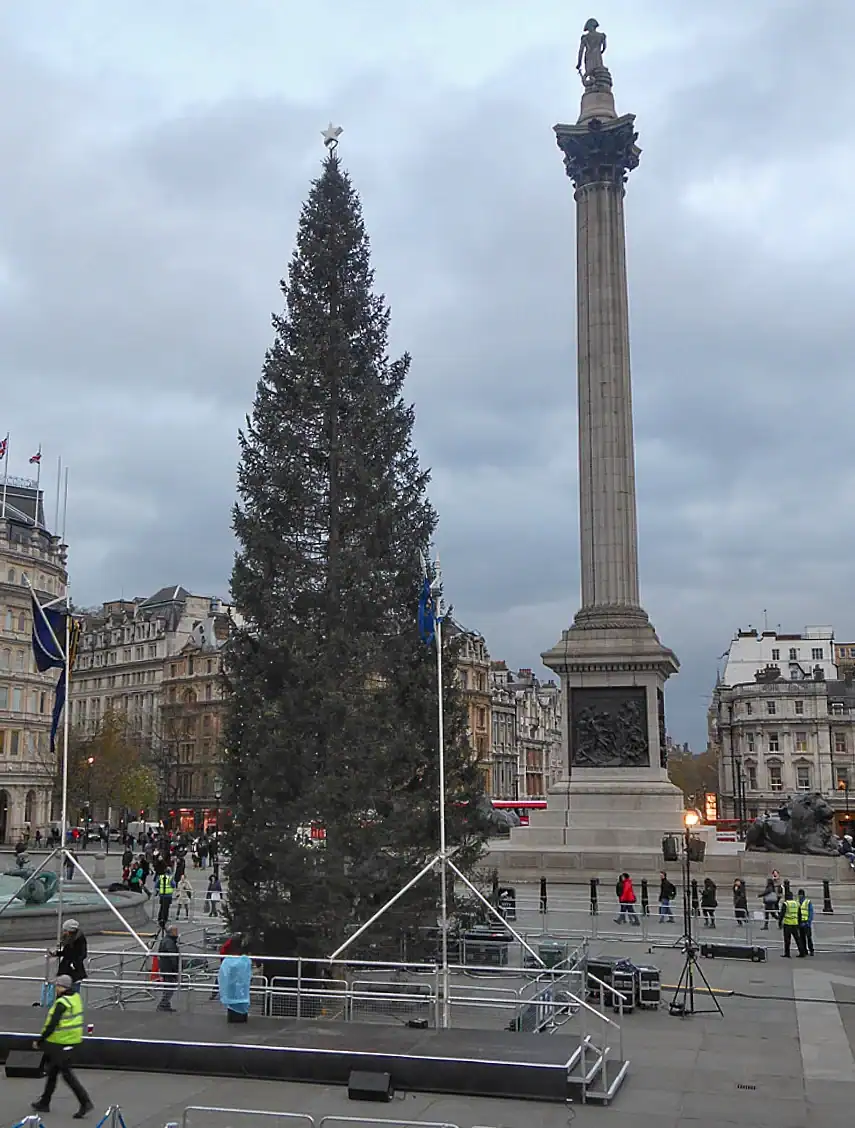 The Trafalgar Square Christmas tree