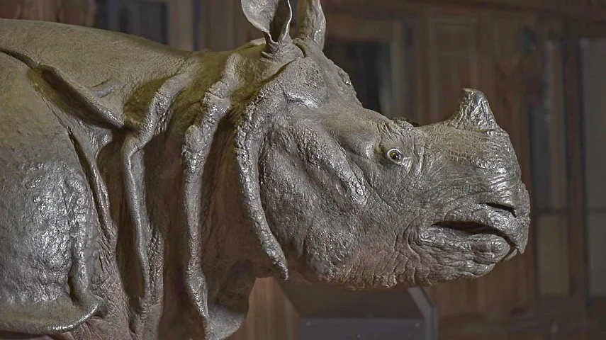 Louis XV's Indian rhinoceros